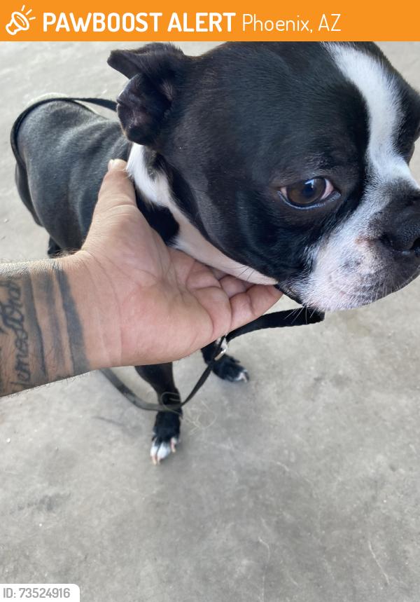 Found/Stray Male Dog last seen Broadway rd, Phoenix, AZ 85004