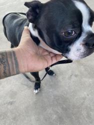 Found/Stray Male Dog last seen Broadway rd, Phoenix, AZ 85004
