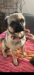 Reunited Male Dog last seen Sanborn at Hoover, Los Angeles, CA 90029