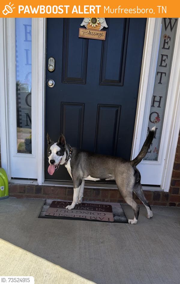 Found/Stray Female Dog last seen Keenland Subdivison off of South Rutherford Blvd, Murfreesboro, TN 37127