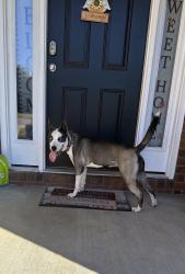 Found/Stray Female Dog last seen Keenland Subdivison off of South Rutherford Blvd, Murfreesboro, TN 37127