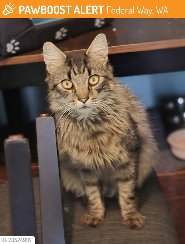 Found/Stray Male Cat last seen Panther Park, Federal Way, WA 98003