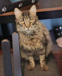 Found/Stray Male Cat last seen Panther Park, Federal Way, WA 98003
