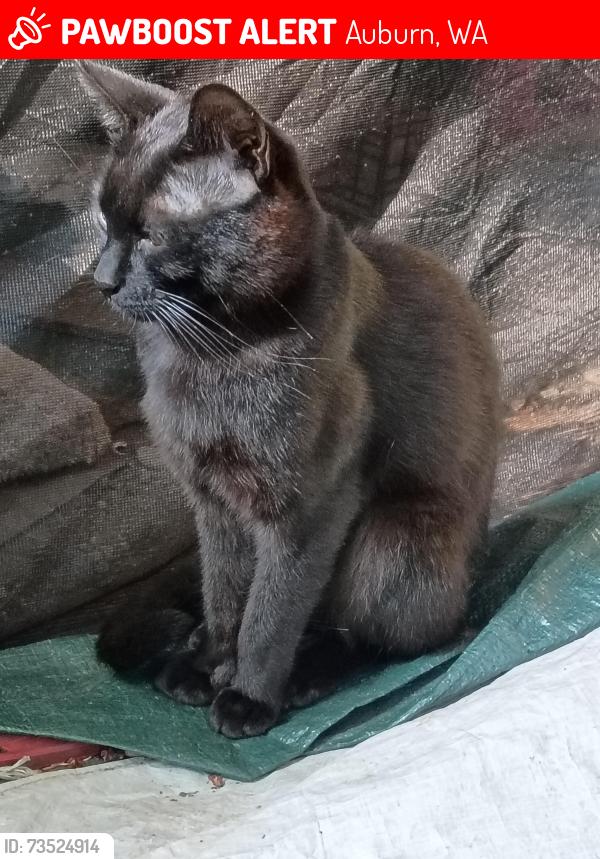 Lost Male Cat last seen 104th and 8th, Auburn, WA 98092