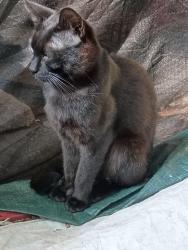 Lost Male Cat last seen 104th and 8th, Auburn, WA 98092