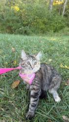 Lost Female Cat last seen Near S 3rd Ave, La Grange, KY 40031, La Grange, KY 40031