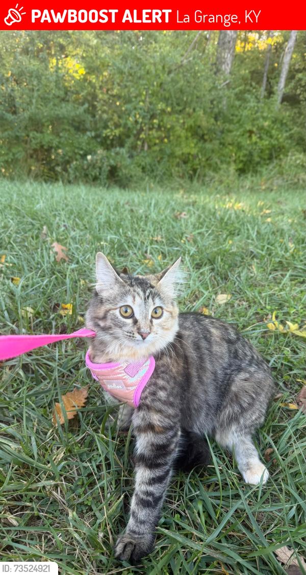 Lost Female Cat last seen Near S 3rd Ave, La Grange, KY 40031, La Grange, KY 40031