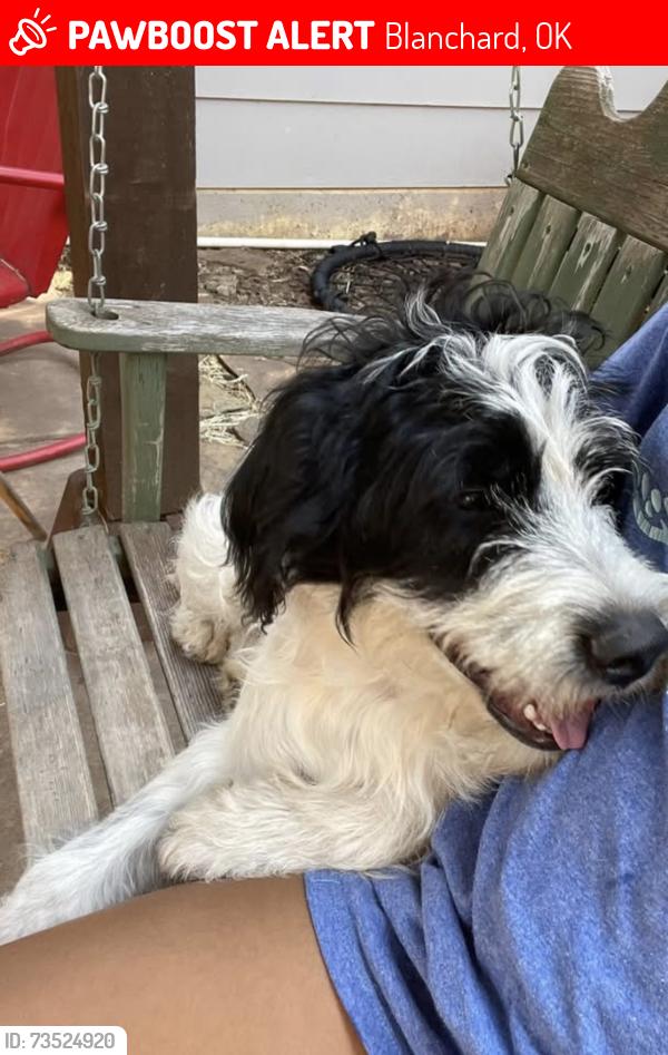 Lost Male Dog last seen Stewart dairy farm, Blanchard, OK 73010