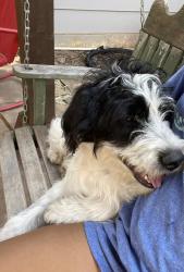 Lost Male Dog last seen Stewart dairy farm, Blanchard, OK 73010