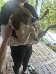 Reunited Male Dog last seen Kelly Road Carthage, Carthage, NC 28327