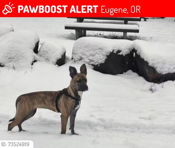 Lost Female Dog last seen West 8th and polk st Eugene, or 97404, Eugene, OR 97402