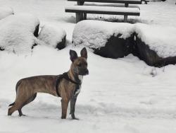 Lost Female Dog last seen West 8th and polk st Eugene, or 97404, Eugene, OR 97402