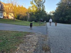 Reunited Male Dog last seen Artillery Ridge neighborhood, Artillery Ridge, VA 22408