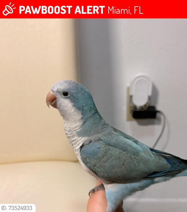Lost Female Bird last seen THE ROADS NEAR 8th street, Miami, FL 33130
