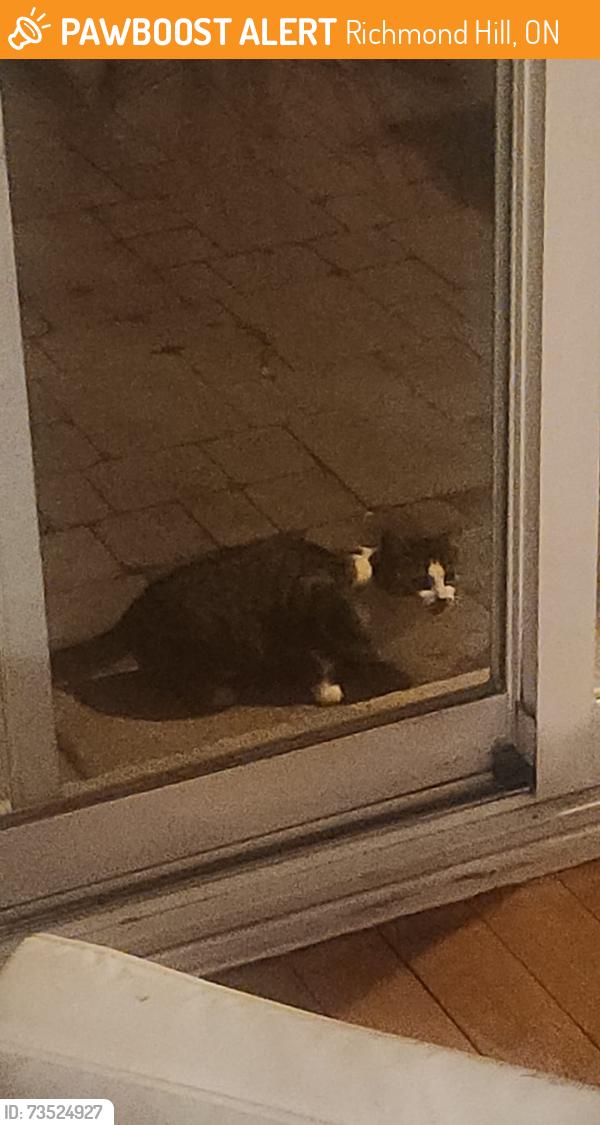 Found/Stray Unknown Cat last seen Elgin Mills and Bathurst intersection, Richmond Hill, ON 