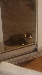 Found/Stray Unknown Cat last seen Elgin Mills and Bathurst intersection, Richmond Hill, ON 
