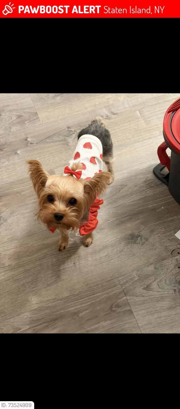 Lost Female Dog last seen Jersey Street, Staten Island, NY 10301