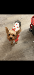 Lost Female Dog last seen Jersey Street, Staten Island, NY 10301