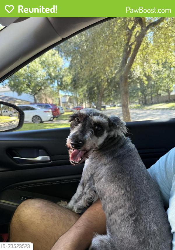 Reunited Female Dog last seen S summit Canyon Dr, Houston, TX 77095