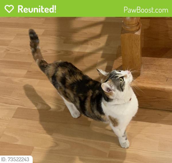 Reunited Unknown Cat last seen Southview Dr and Southgate Ct, San Jose, CA 95138