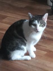 Reunited Female Cat last seen Near Englewood Dr, Lemon Grove, CA 91945, USA, Lemon Grove, CA 91945