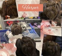 Reunited Female Dog last seen Chocolate, Murfreesboro, TN 37130