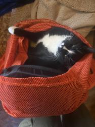 Reunited Female Cat last seen Near 18 ave sw, Calgary, AB T2T 0G7