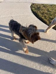 Found/Stray Unknown Dog last seen Avery Nelson parkway, Round Rock, TX 78665