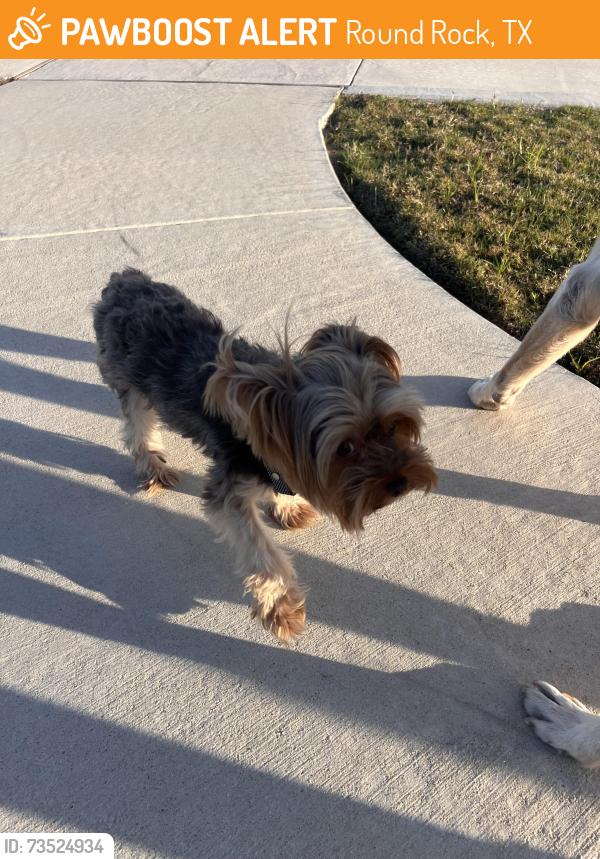 Found/Stray Unknown Dog last seen Avery Nelson parkway, Round Rock, TX 78665
