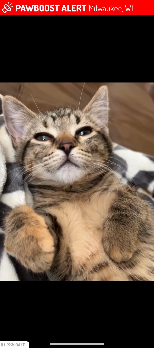 Lost Female Cat last seen Near college ave Milwaukee, Milwaukee, WI 53221