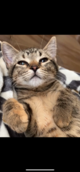 Lost Female Cat last seen Near college ave Milwaukee, Milwaukee, WI 53221