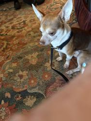 Found/Stray Male Dog last seen Hillcreek Rd, Wagram, NC 28396