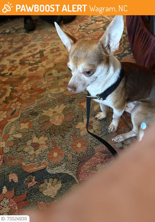 Found/Stray Male Dog last seen Hillcreek Rd, Wagram, NC 28396