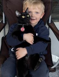 Reunited Male Cat last seen Skyview rd, Charlotte, NC 28208