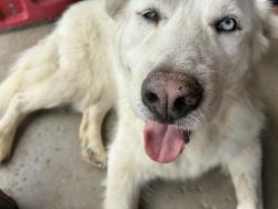 Reunited Male Dog last seen Troth St, Jurupa Valley, CA 91752, USA, Jurupa Valley, CA 91752