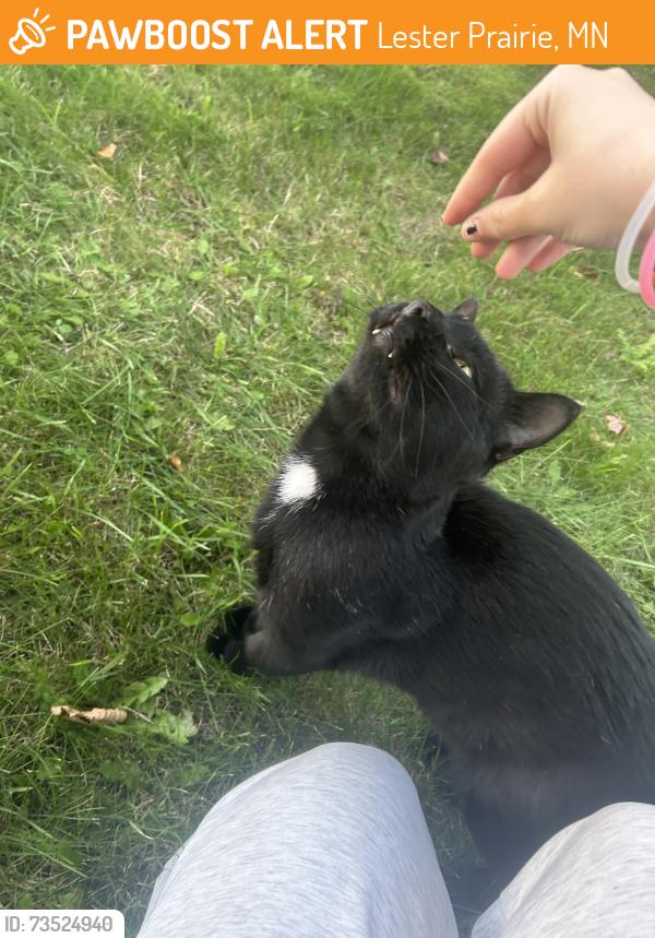 Found/Stray Male Cat last seen Bluestem lane, Lester Prairie, MN 55354