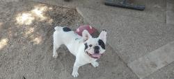 Lost Male Dog last seen Morris and coffee, Modesto, CA 95350