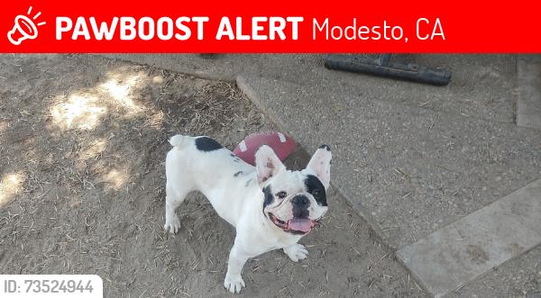 Lost Male Dog last seen Morris and coffee, Modesto, CA 95350