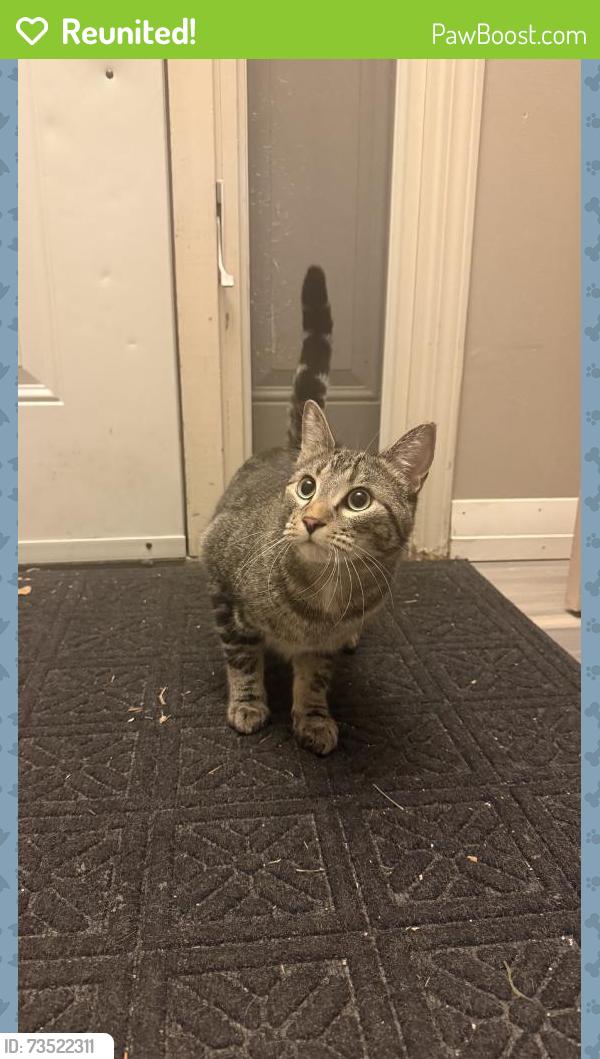 Reunited Male Cat last seen Silver Ridge Dr NW, Calgary, AB, Canada, Calgary, AB 