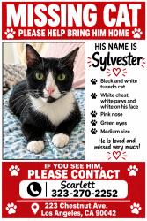 Lost Male Cat last seen San Pascual st, Los Angeles, CA 90042
