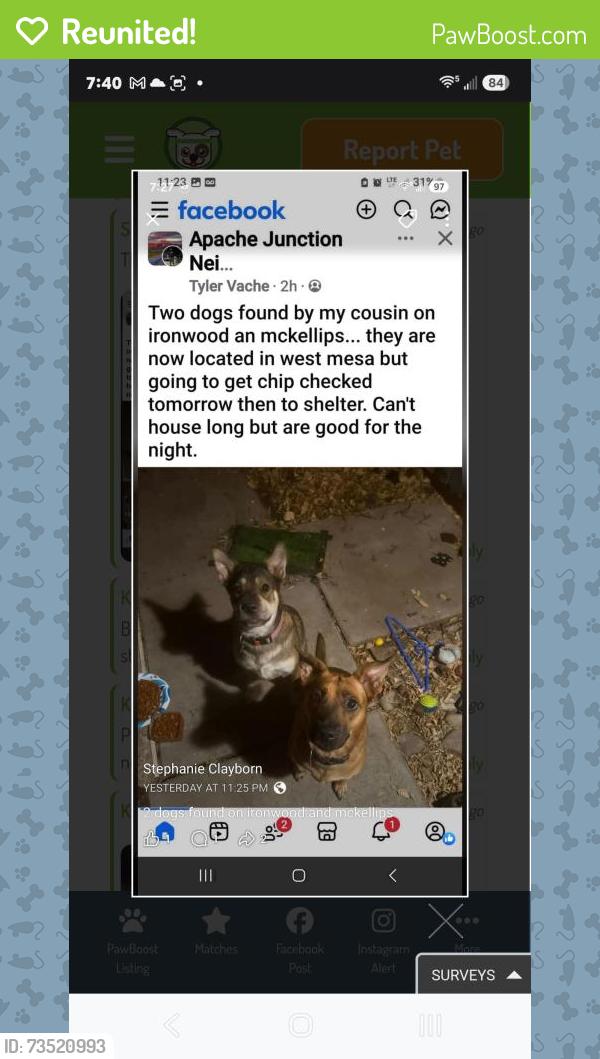 Reunited Female Dog last seen McKellips between Ironwoid and Meridian, Apache Junction, AZ 85120