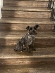 Reunited Female Dog last seen Geneva Road Orem, Orem, UT 84059