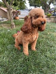 Reunited Female Dog last seen Mount kenya dr / Robert Sanders Elementary, San Jose, CA 95127