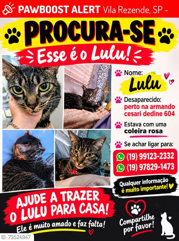 Lost Male Cat last seen armando cesare dedine, Vila Rezende, SP 13405-268