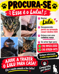 Lost Male Cat last seen armando cesare dedine, Vila Rezende, SP 13405-268