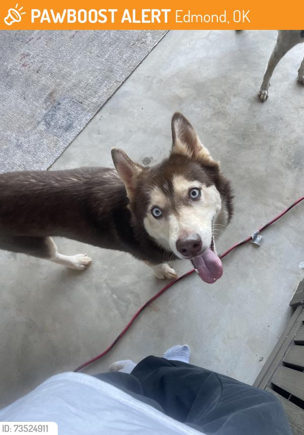 Found/Stray Female Dog last seen 164th and Rockwell, Edmond, OK 73013