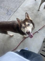 Found/Stray Female Dog last seen 164th and Rockwell, Edmond, OK 73013