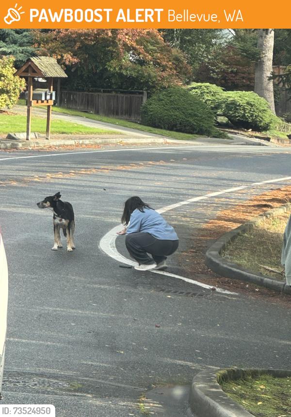 Found/Stray Unknown Dog last seen Near north up way, Bellevue, WA 98005