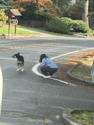 Found/Stray Unknown Dog last seen Near north up way, Bellevue, WA 98005