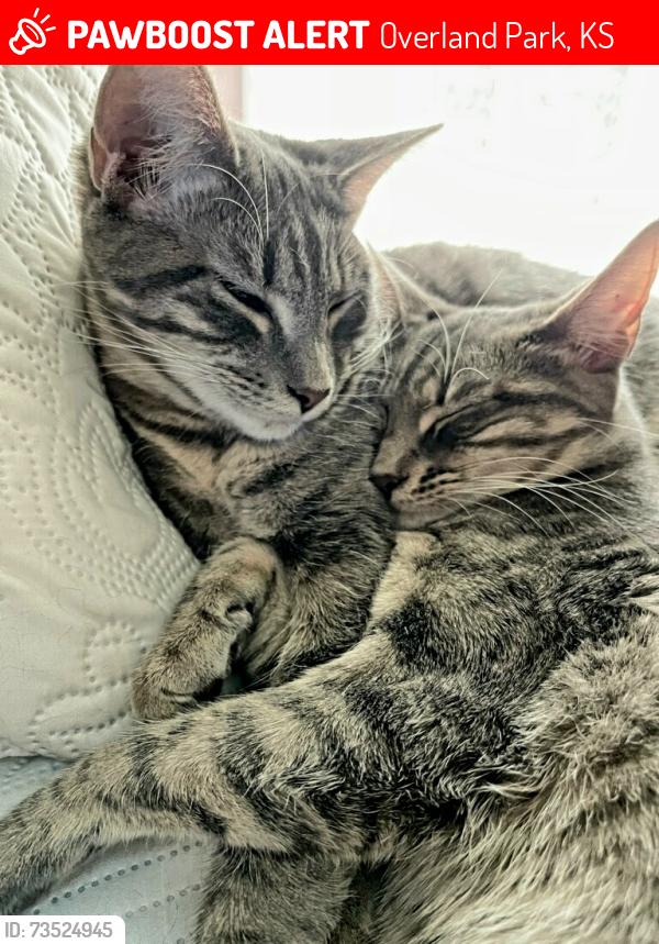 Lost Female Cat last seen 90th st and Antioch, Overland Park, KS 66212